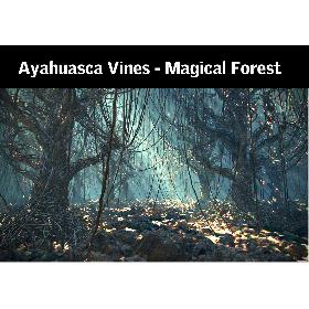 Ayahuasca Vines - Magical Forest
